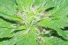 Black domina2.jpg