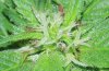 Black domina1.jpg