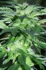 Black domina.jpg
