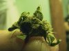 a piece of THC.JPG a piece of THC.JPG