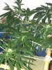IMG_20100910_090804.jpg