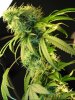 plant_2.jpg