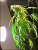plant_1.jpg