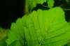 hole in leave 005.jpg