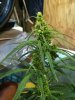 grow sept 001.jpg
