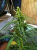 grow sept 002.jpg