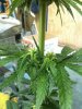 grow sept 003.jpg