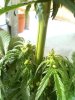 grow sept 004.jpg