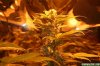Day_56_Week_5_Flower.jpg Day_56_Week_5_Flower.jpg