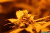 Day_56_Week_5_Flower_2.jpg Day_56_Week_5_Flower_2.jpg