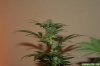 Day_56_Week_5_Flower_8.jpg Day_56_Week_5_Flower_8.jpg
