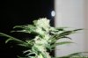 Day_56_Week_5_Flower_11.jpg Day_56_Week_5_Flower_11.jpg