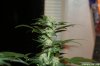 Day_56_Week_5_Flower_5.jpg Day_56_Week_5_Flower_5.jpg
