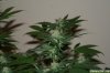 Day_56_Week_5_Flower_9.jpg Day_56_Week_5_Flower_9.jpg