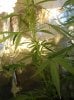 DSCN0360.jpg