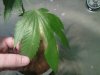 IMG00219-20100912-1357.jpg