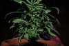 week 3 #2 004.jpg week 3 #2 004.jpg