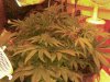 all 4 6days in flower.jpg