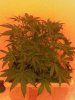 BlueCheese 1.jpg