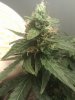 IMG_20100913_142315.jpg