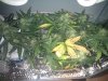 IMG_20100913_142356.jpg
