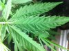 Leaves curling.jpg
