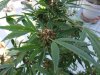 Bud rot maybe.jpg