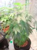 DSC03188.jpg
