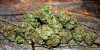 Lemony Kush1.jpg