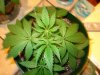 plant 2 top.jpg
