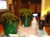 plants 1 and 2 side.jpg