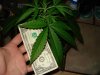 dollar bill leaf.jpg