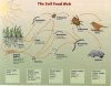 Soil_Food_Web_Soil_Biology_Primer.jpg