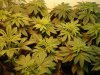 WhiteWidow-3.JPG