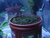 herb2.jpg