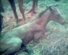 baby horse.jpg