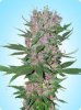 New-Purple-Power-Seeds.jpg