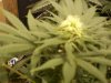 rollitup 032.jpg