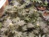 rollitup 047.jpg