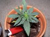 Plant C at 3 Weeks.jpg
