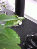 curledleaf.jpg