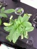 curledplant.jpg