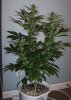 100_4611-1.jpg