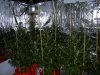 week 5 Flower 004.jpg
