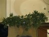 IMG_0393.jpg