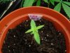 kushberry.jpg