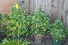 Right Plants.jpg