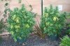 Left PLants.jpg