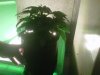 IMG00309-20100916-1158.jpg