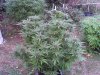 pot 006.jpg